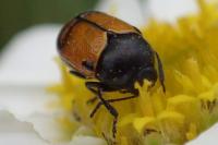 Cryptocephalus rugicollis