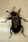 Nicrophorus humator
