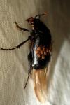 Nicrophorus humator