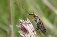 Oedemera podagrariae