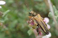 Oedemera podagrariae