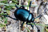 Timarcha goettingensis