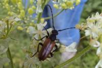Pseudovadonia livida