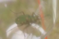 Cicindela campestris