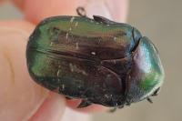 Cetonia aurata