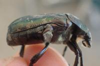 Cetonia aurata
