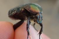 Cetonia aurata