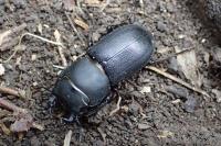 Dorcus parallelipipedus