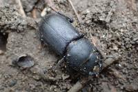 Dorcus parallelipipedus