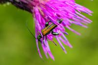 Oedemera nobilis