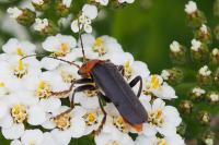 Cantharis fusca