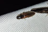 Athous vittatus