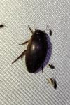 Ilybius fuliginosus