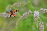 Trichodes alvearius