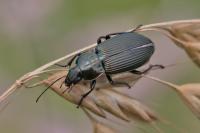 Poecilus cupreus
