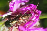Plateumaris consimilis
