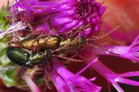 Plateumaris consimilis