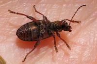Plateumaris consimilis