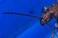 Plateumaris consimilis