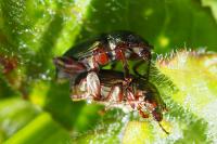 Plateumaris consimilis