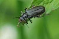 Cantharis obscura