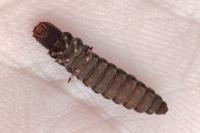 Cantharis