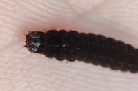 Cantharis