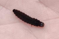 Cantharis
