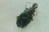 Cartodere nodifer