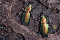 Carabus splendens