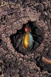 Carabus splendens