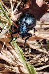 Meloe proscarabaeus proscarabaeus