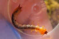 Pyrochroa coccinea