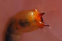 Pyrochroa coccinea
