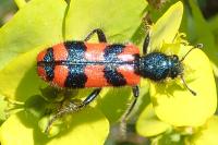 Trichodes alvearius