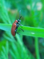 Lilioceris lilii