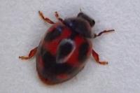 Novius cardinalis
