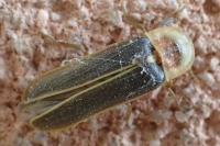 Nyctophila reichii