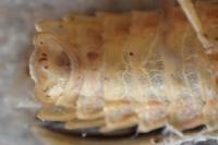 Nyctophila reichii