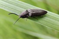 Cidnopus pilosus
