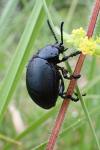 Timarcha tenebricosa