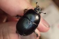 Geotrupes stercorarius