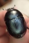 Geotrupes stercorarius