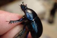Geotrupes stercorarius