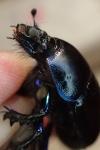 Geotrupes stercorarius