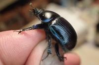 Geotrupes stercorarius