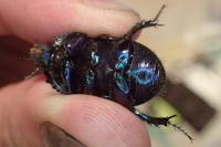 Geotrupes stercorarius