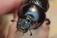 Geotrupes stercorarius