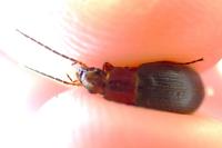 Ophonus melletii