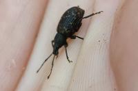 Otiorhynchus sulcatus